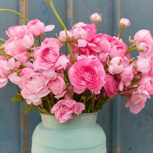 Ranunculus Amandine 'Rose'