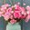 Ranunculus Amandine 'Rose'
