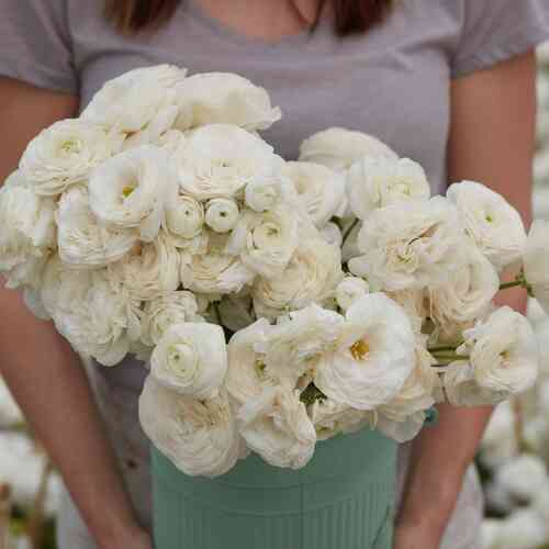 Ranunculus Amandine 'White'