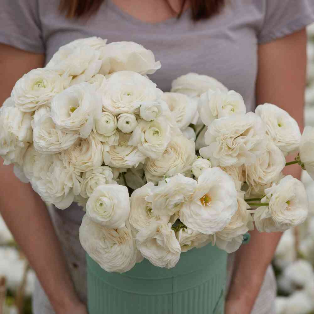 Ranunculus Amandine 'White'