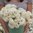 Ranunculus Amandine 'White'