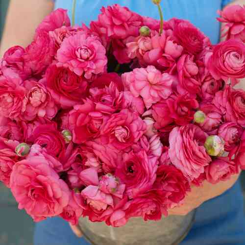 Ranunculus Amandine 'Bonbon'