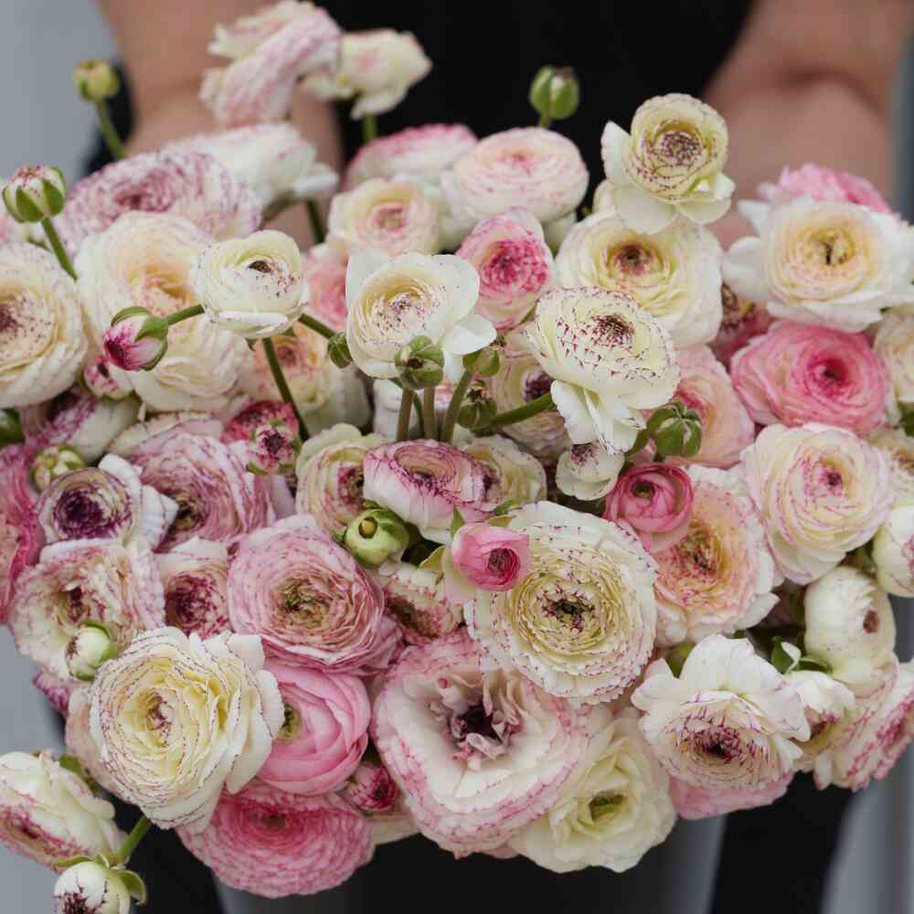 Ranunculus Friandine 'White Picotee'