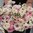 Ranunculus Friandine 'White Picotee'