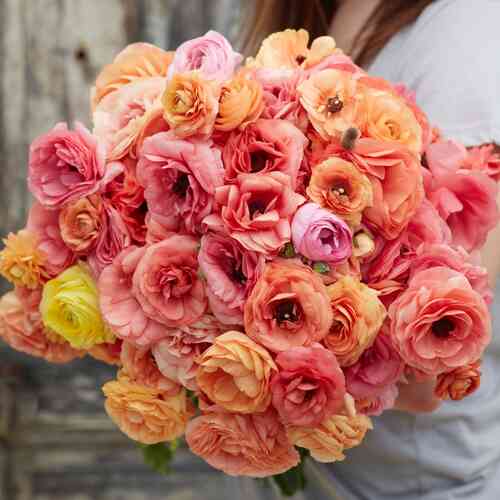 Ranunculus Friandine 'Salmon'