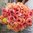 Ranunculus Friandine 'Salmon'