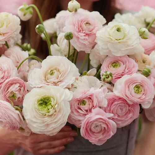 Ranunculus Amandine 'Chamallow'