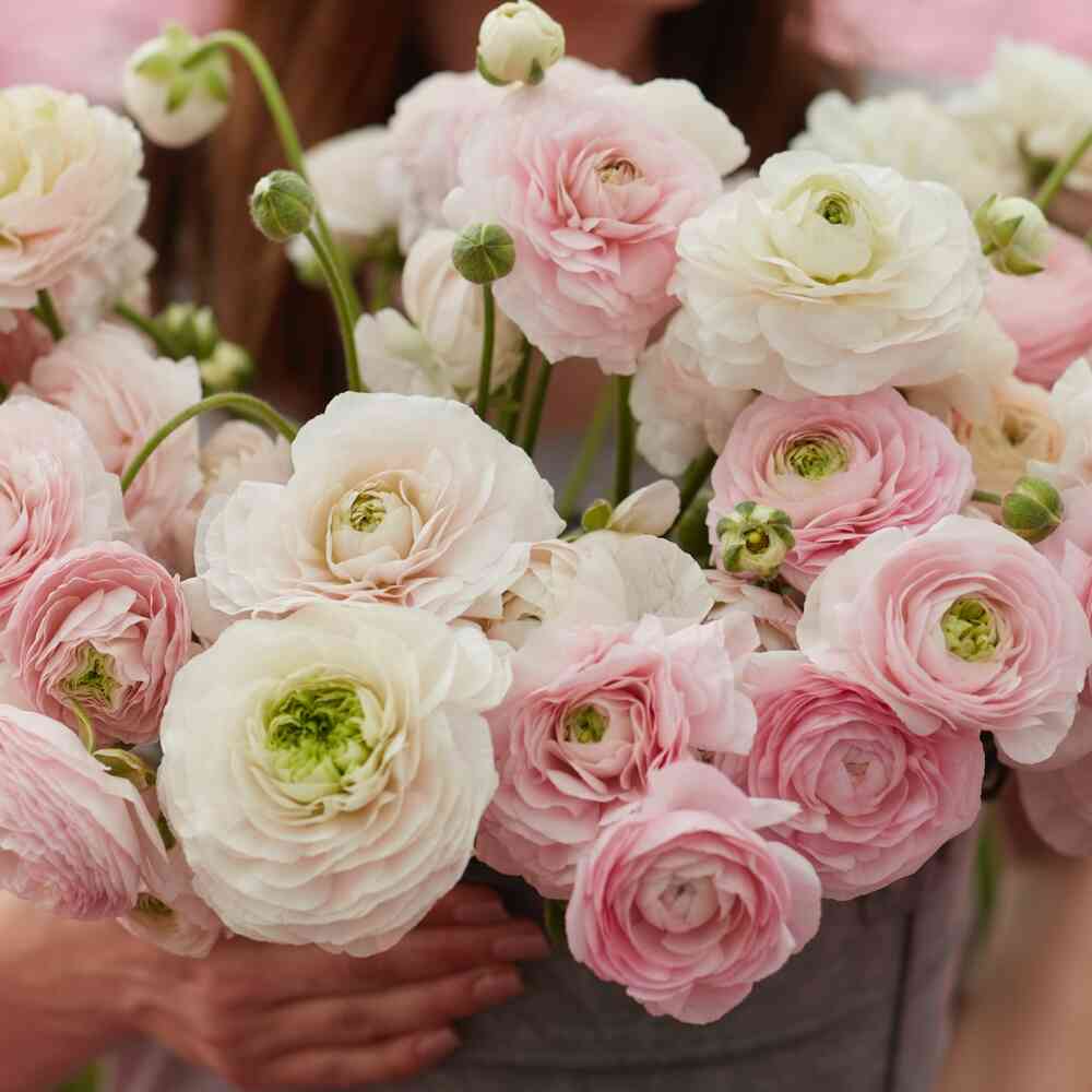 Ranunculus Amandine 'Chamallow'