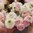 Ranunculus Amandine 'Chamallow'