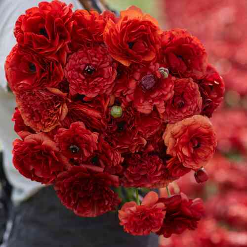 Ranunculus Amandine 'Chocolate'