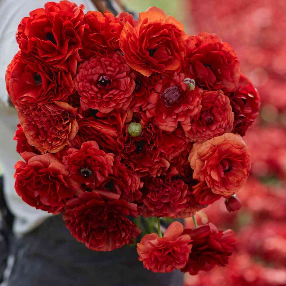 Ranunculus Amandine 'Chocolate'