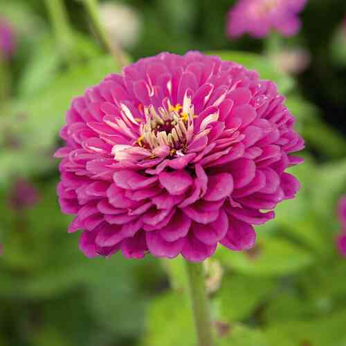 Isotsinnia 'Royal Purple'