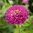 Isotsinnia 'Royal Purple'