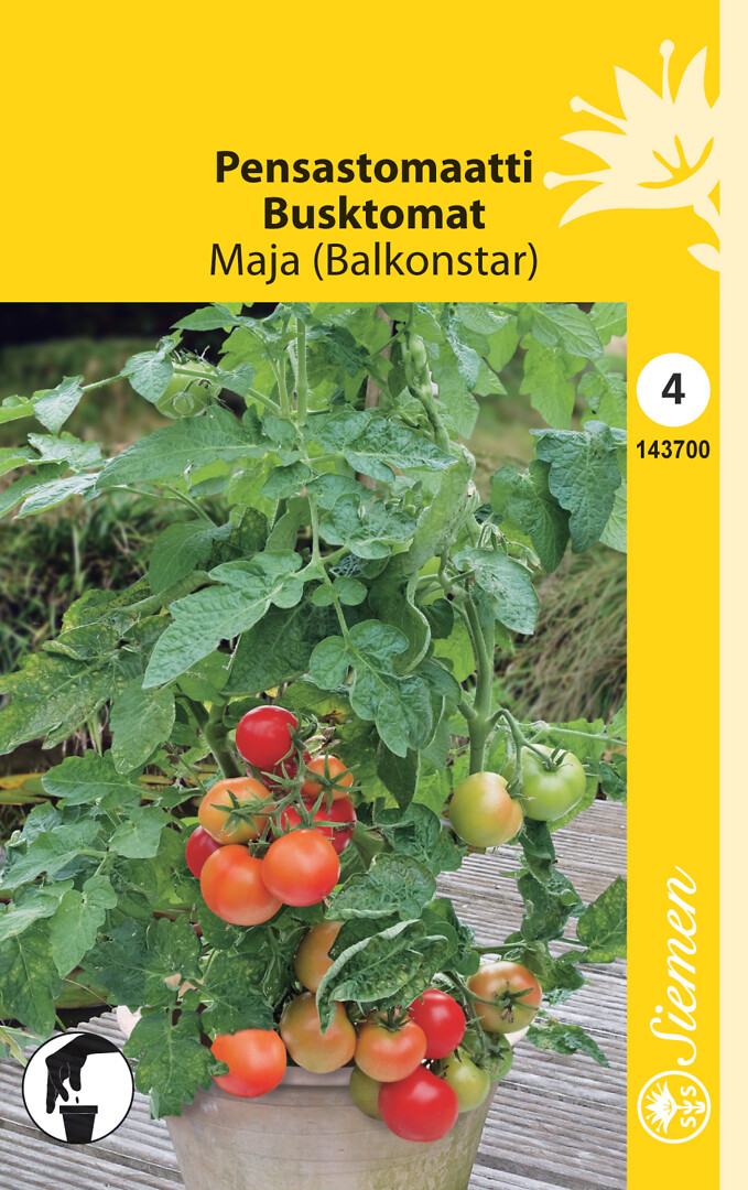 Busktomat Maja (Balkonstar)