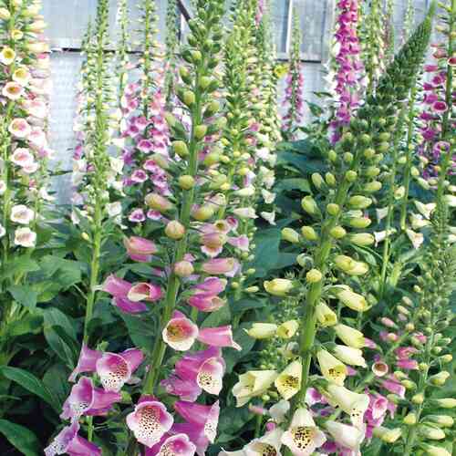 Fingerborgsblomma Excelsior mix