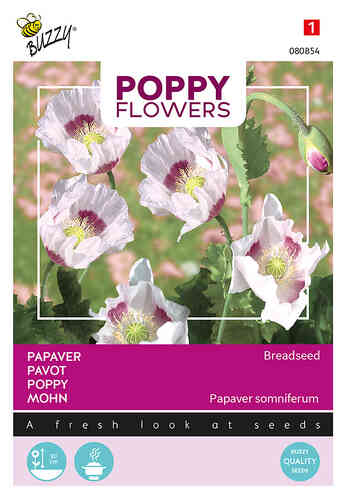 Poppy Flowers Oopiumiunikko 'Breadseed'