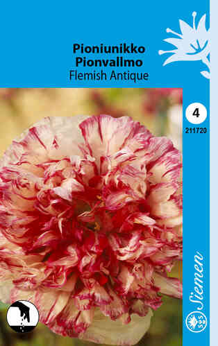 Pioniunikko 'Flemish Antique'