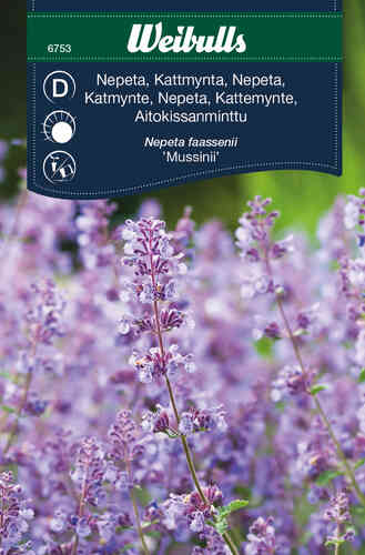 Kantnepeta, kattmynta 'Mussinii'
