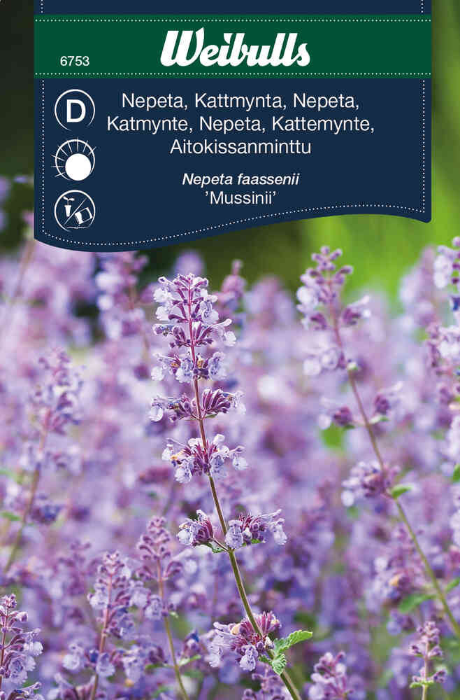 Kantnepeta, kattmynta 'Mussinii'