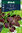 Värinokkonen 'Rainbow mix'