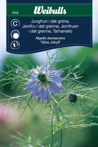 Tarhaneito 'Miss Jekyll'