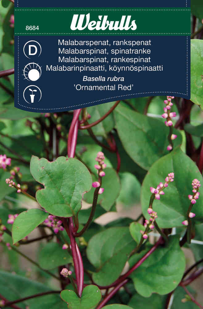 Malabarspenat, rankspenat 'Ornamental Red'