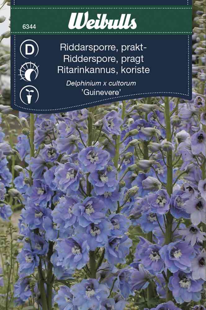 Praktriddarsporre 'Guinevere'