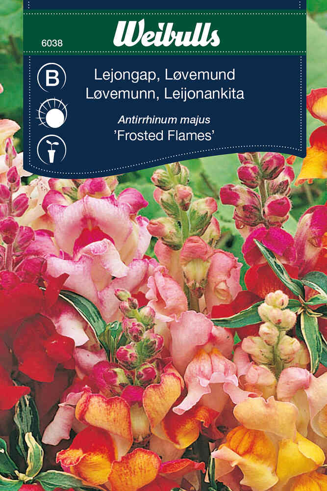 Lejongap 'Frosted Flames'
