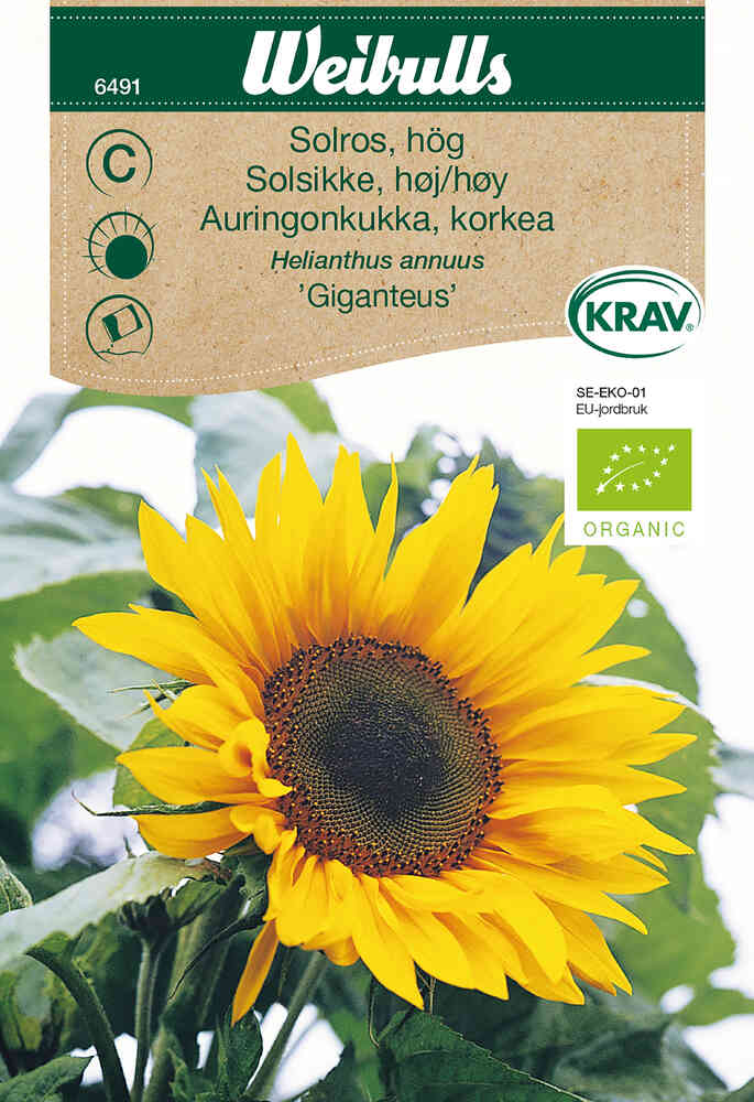 LUOMU Auringonkukka 'Giganteus'
