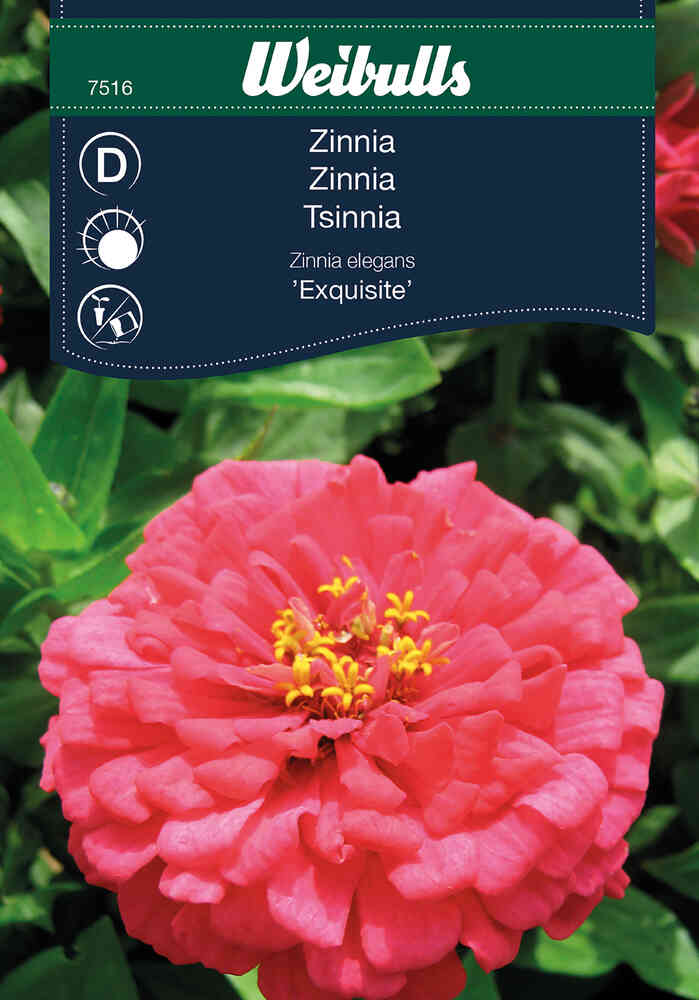 Zinnia 'Exquisite'