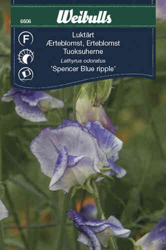Tuoksuherne 'Spencer Blue ripple'