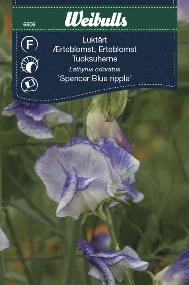 Luktärt 'Spencer Blue ripple'