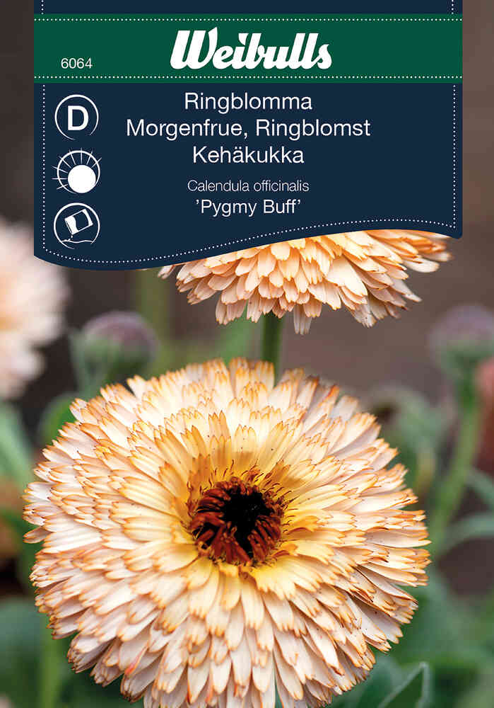 Ringblomma 'Pygmy Buff'