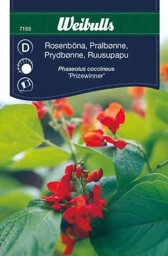 Rosenböna 'Prizewinner' 