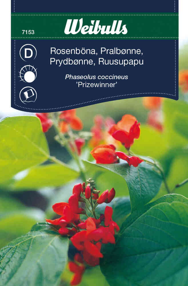 Rosenböna 'Prizewinner'