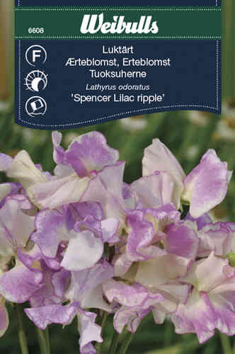 Tuoksuherne 'Spencer Lilac ripple'