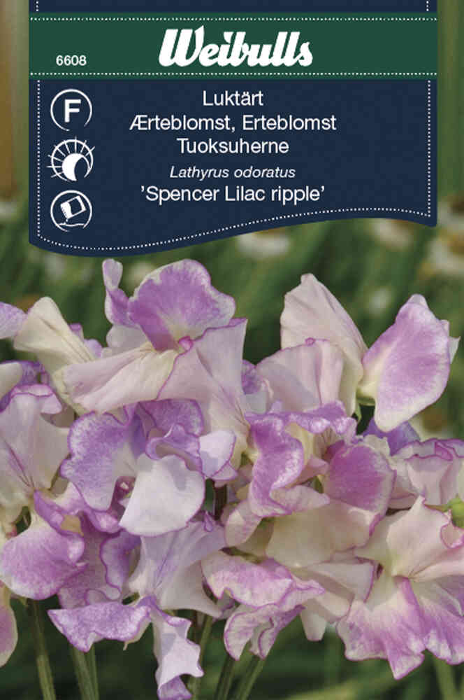 Luktärt 'Spencer Lilac ripple'