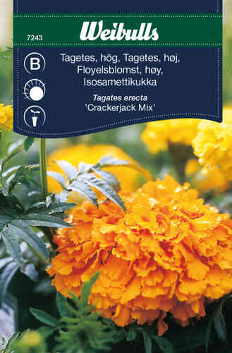 Stor tagetes 'Crackerjack Mix' 
