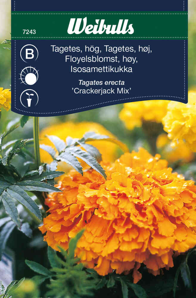 Stor tagetes 'Crackerjack Mix'