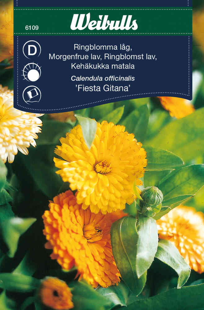 Ringblomma 'Fiesta Gitana'