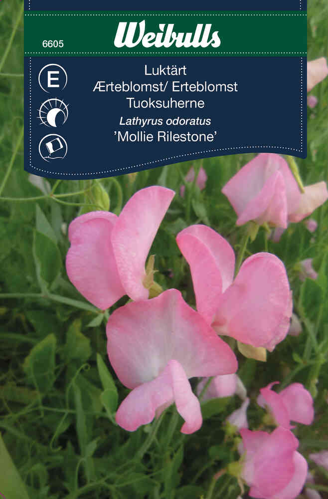 Luktärt 'Mollie Rilestone'
