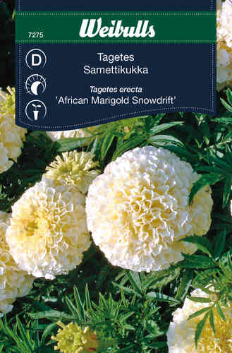 Isosamettikukka 'Snowdrift'