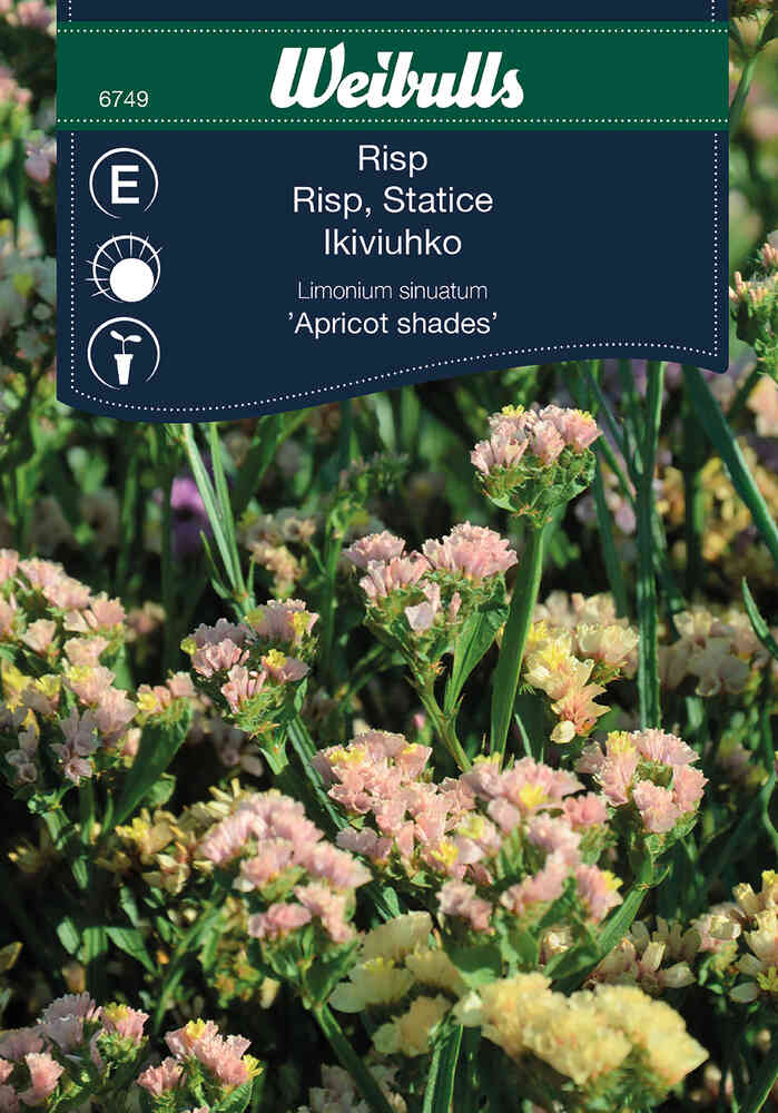 Risp 'Apricot Shades'