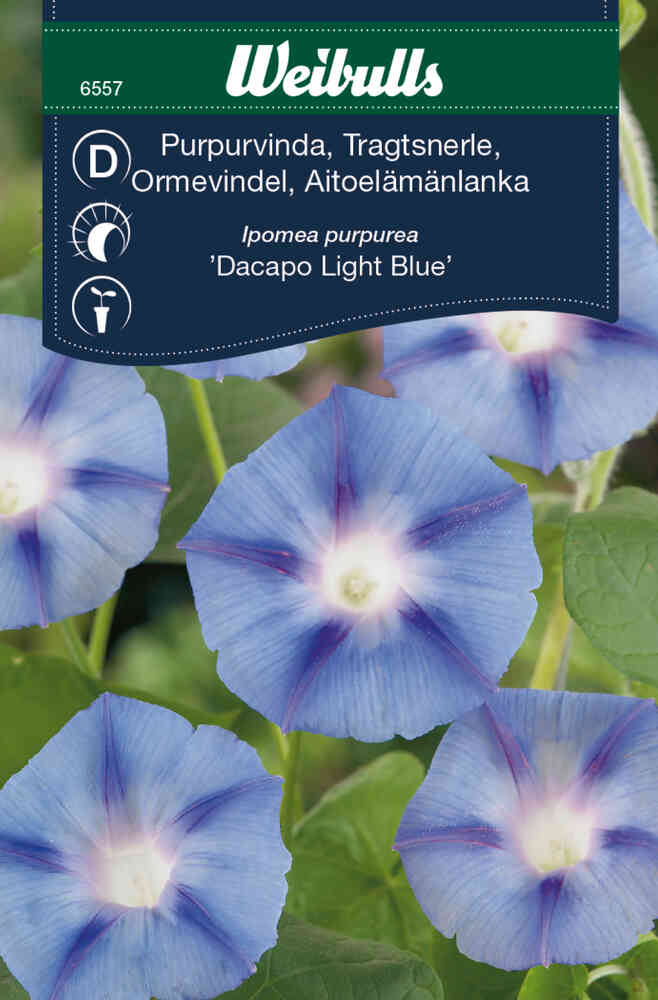 Purpurvinda 'Dacapo Light Blue'