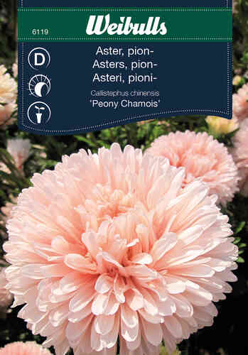 Pioniasteri 'Paeony Chamois'