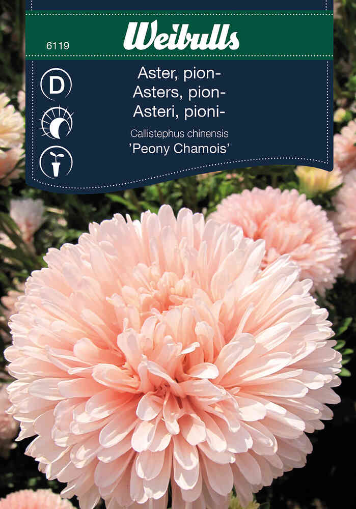 Pionaster 'Peony Chamois'