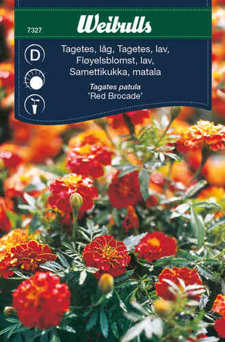 Ryhmäsamettikukka 'Red Brocade'
