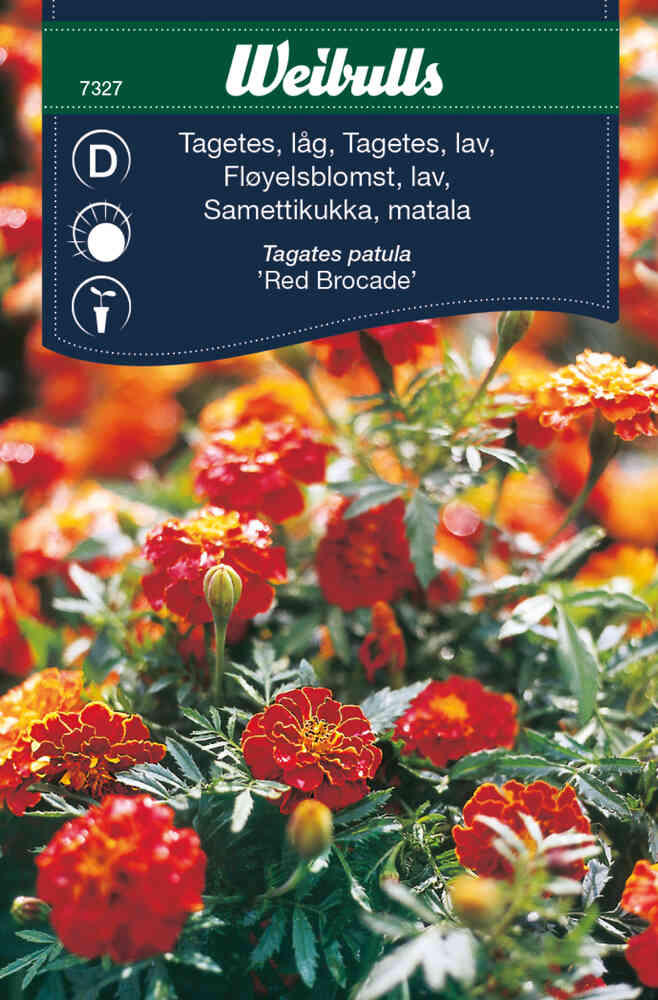 Ryhmäsamettikukka 'Red Brocade'