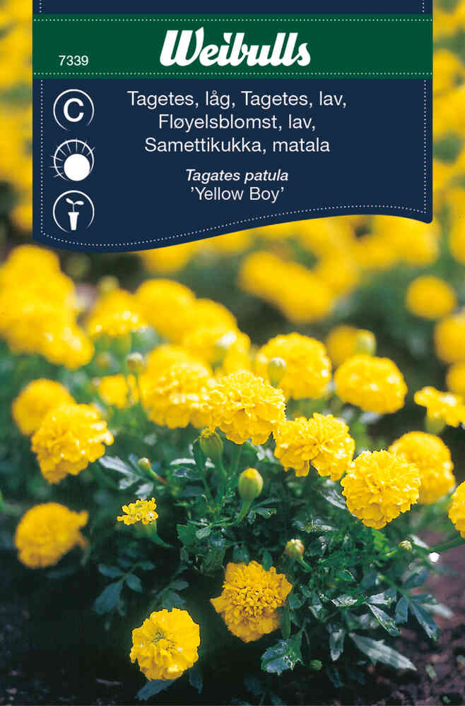 Ryhmäsamettikukka 'Yellow Boy'