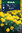 Ryhmäsamettikukka 'Yellow Boy'